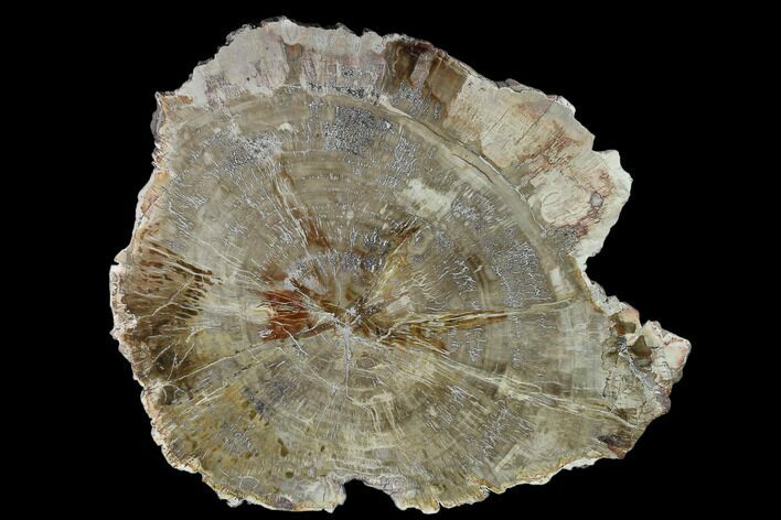 Detailed Petrified Wood (Araucaria) Round - Madagascar #140336